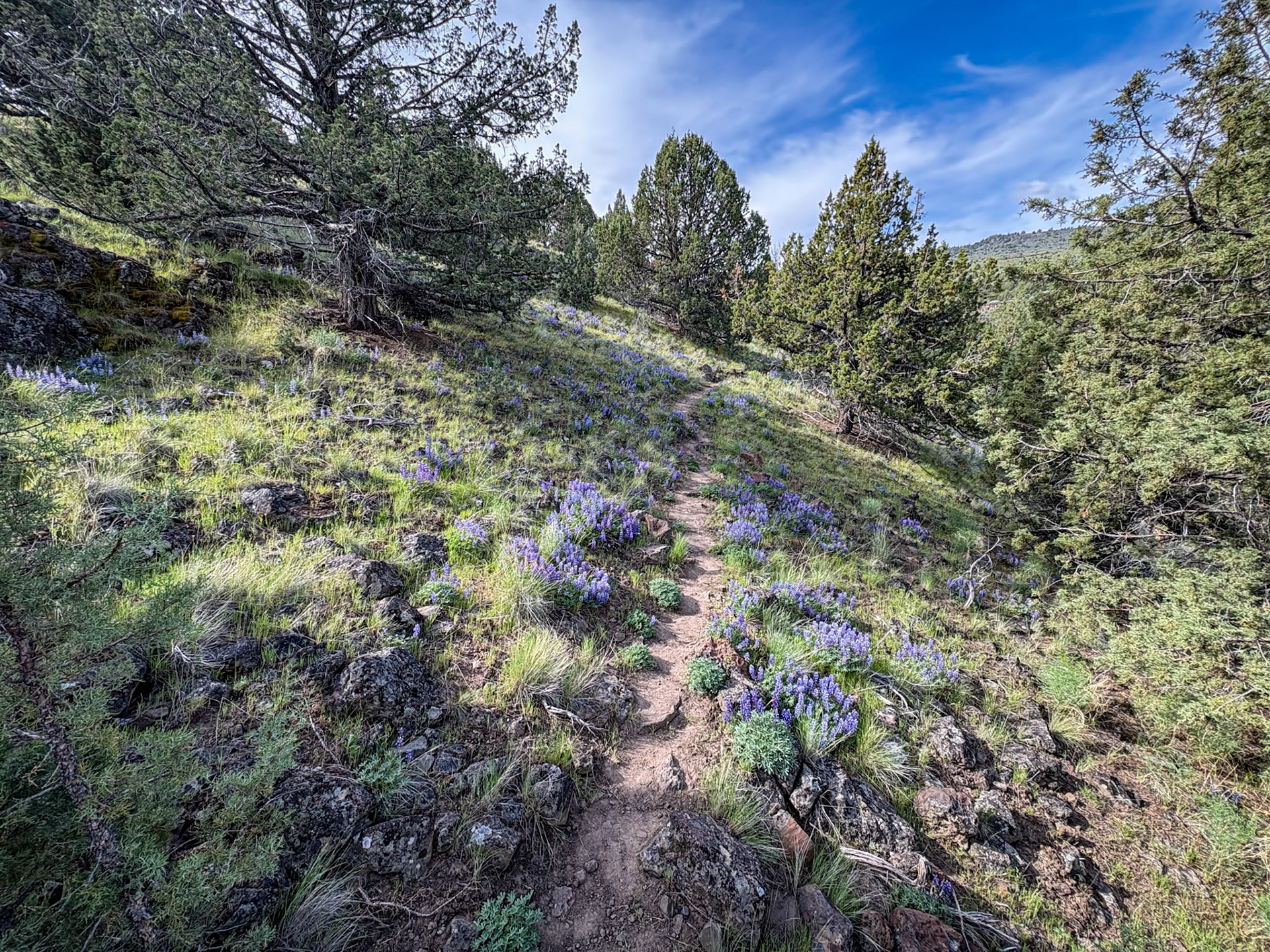 Lupine along Wilderness Trail