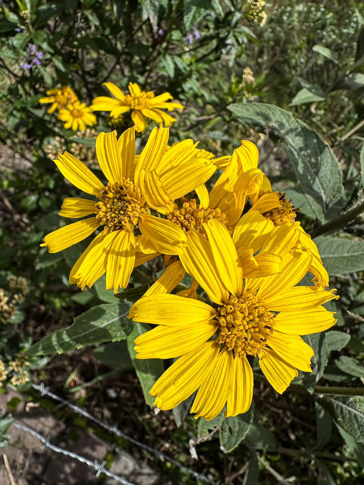Sunflower Species