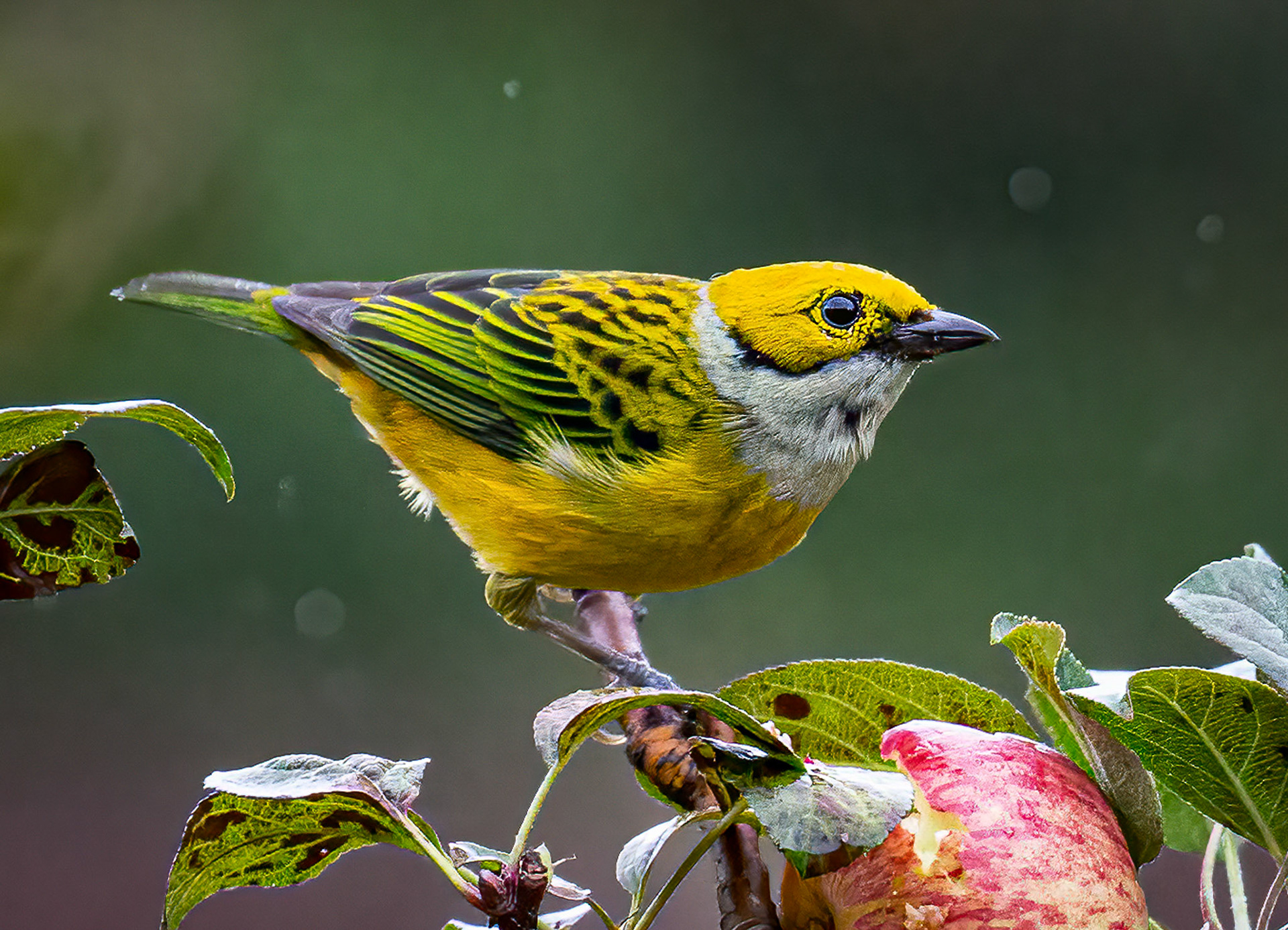 Silver-throated Tanager