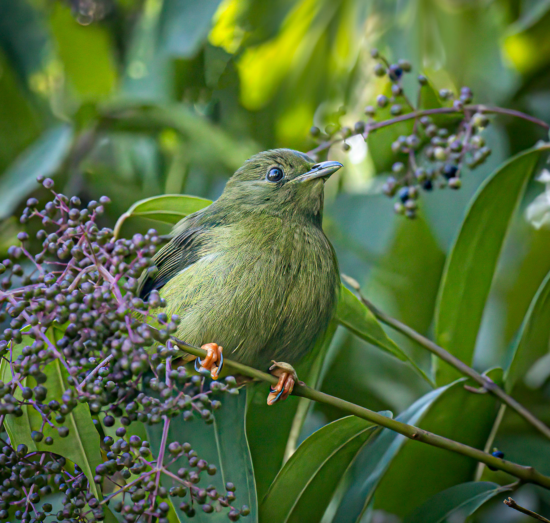 Golden-collared Manakin