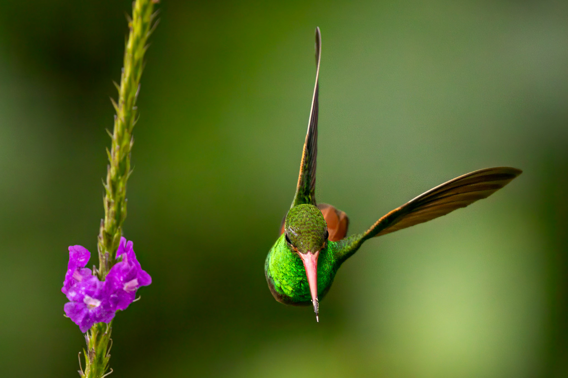 Rufous-tailed Hummingbird