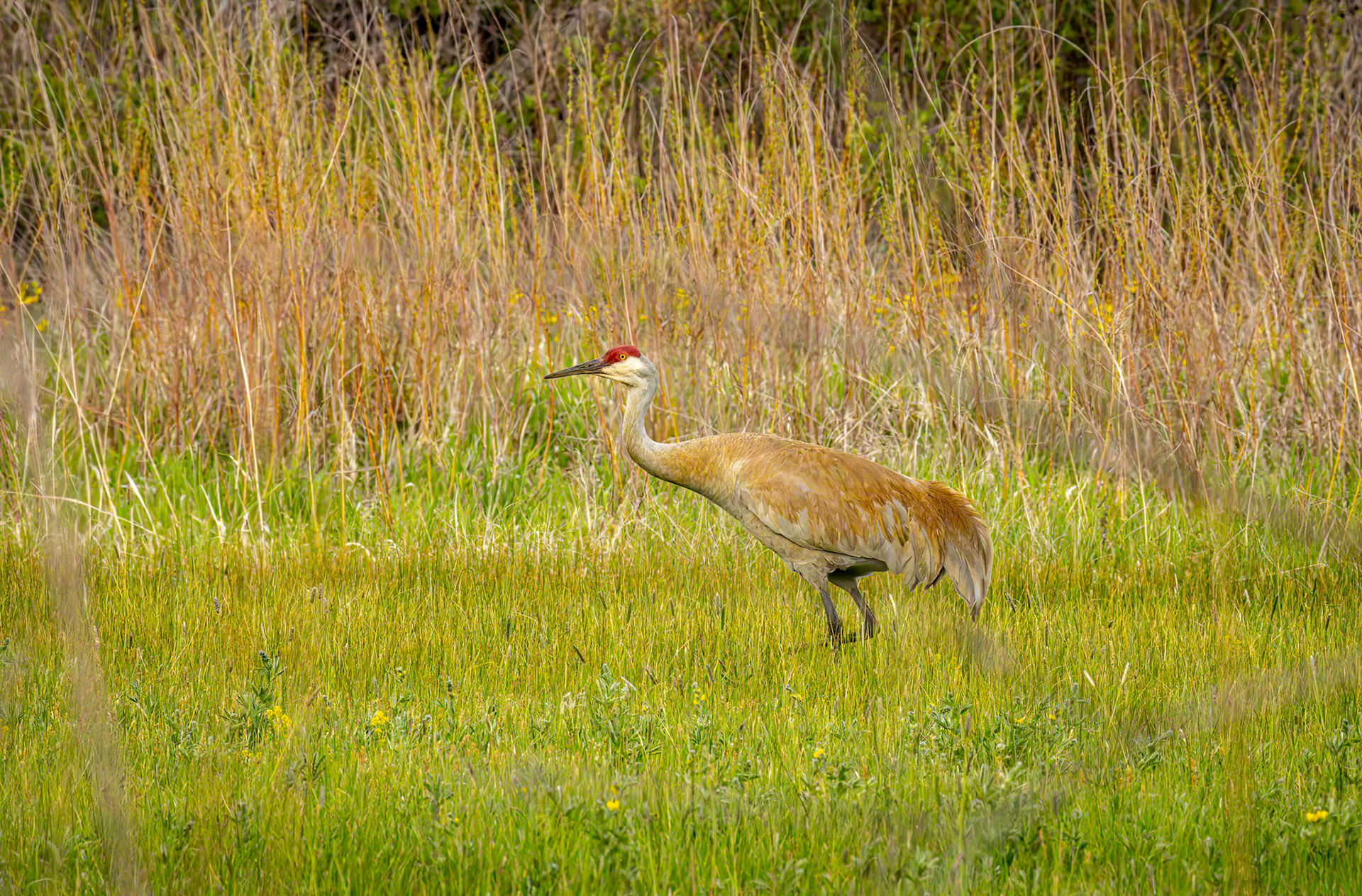 Sandhill Crane