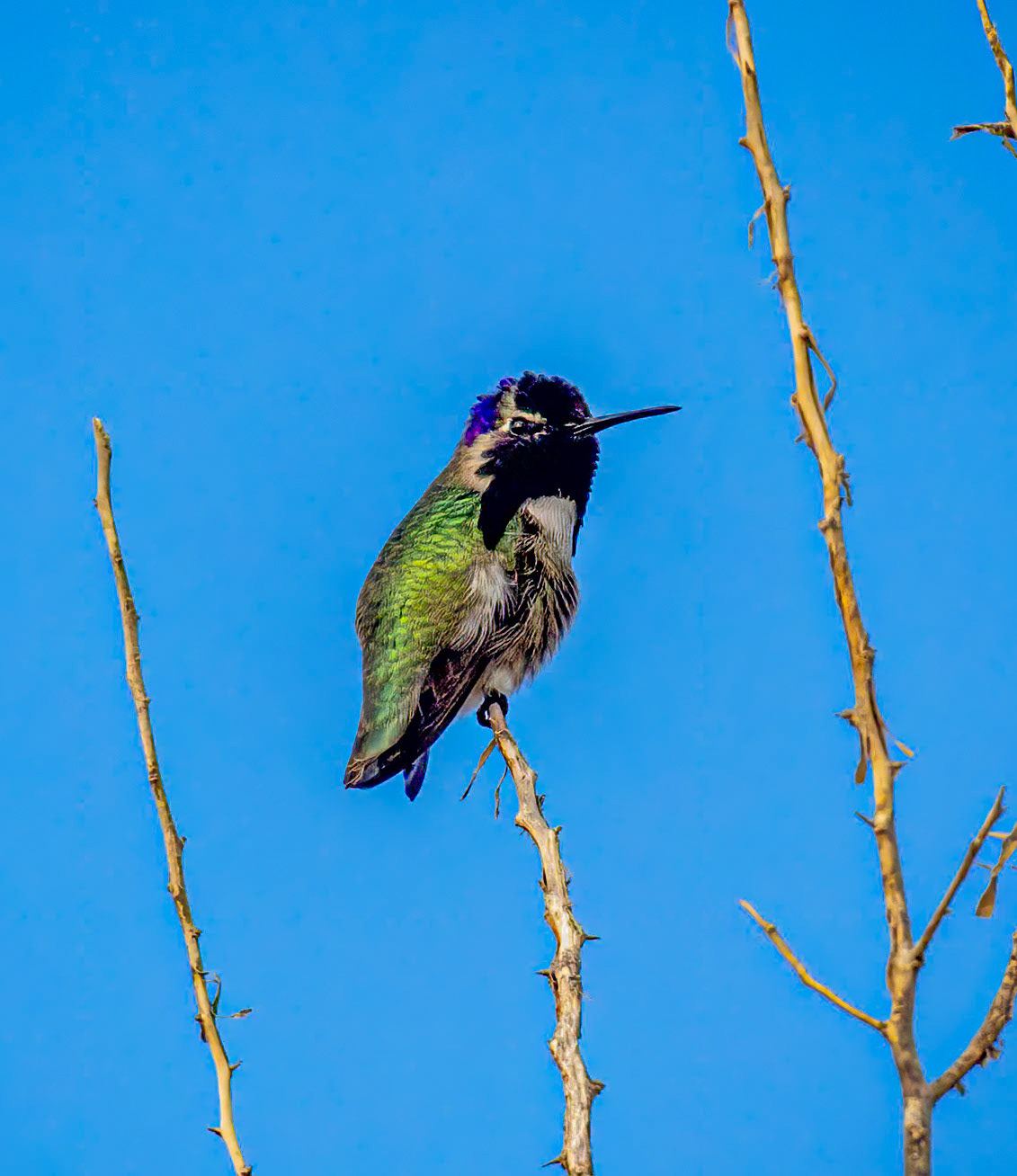 Costa's Hummingbird