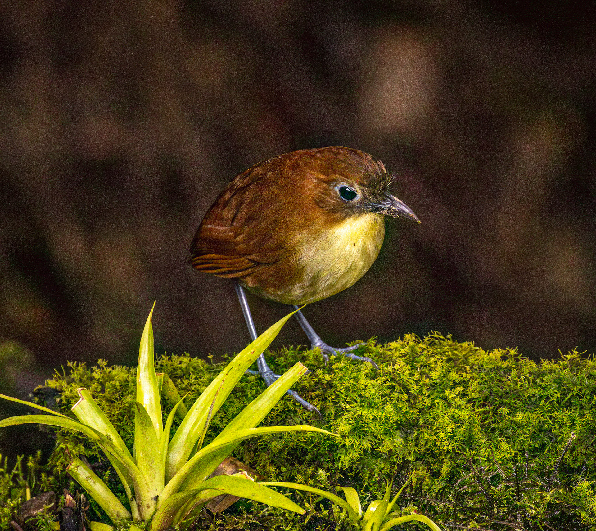 Yellow-breasted Antpita