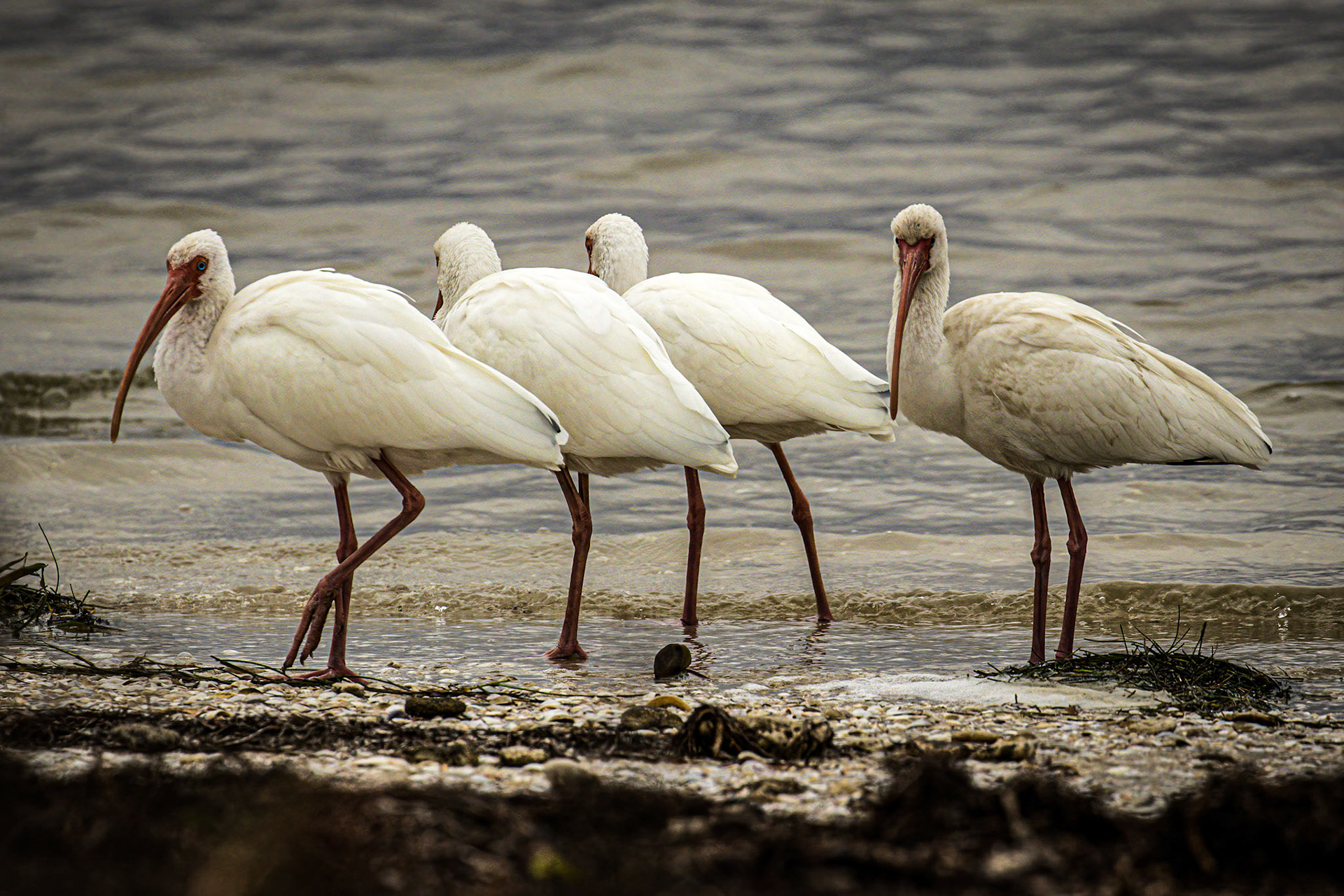 White Ibis