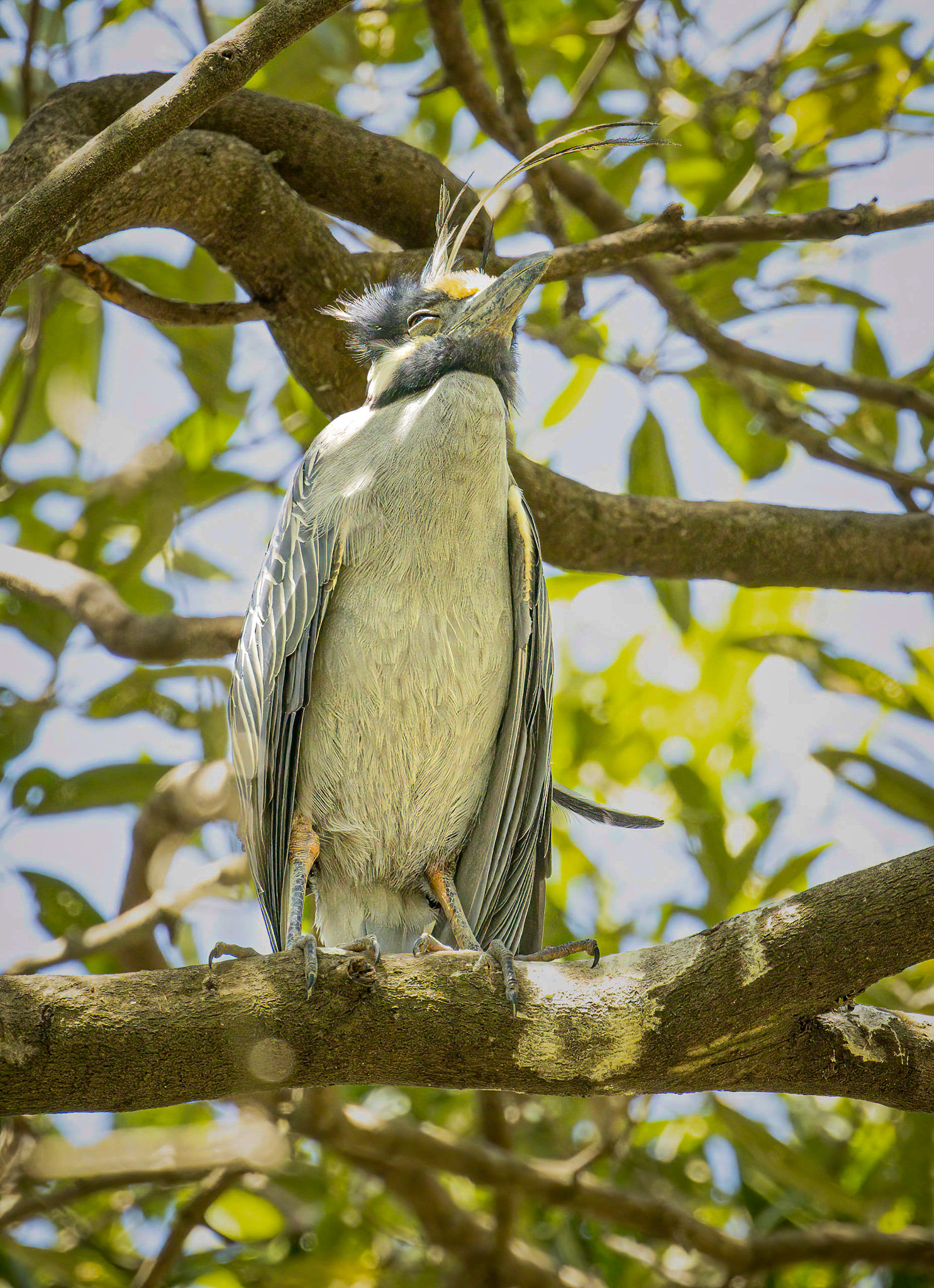 Yellow-crowned Night-Heron