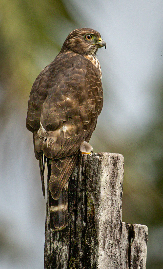 Broad-winged Hawk in the Garden.