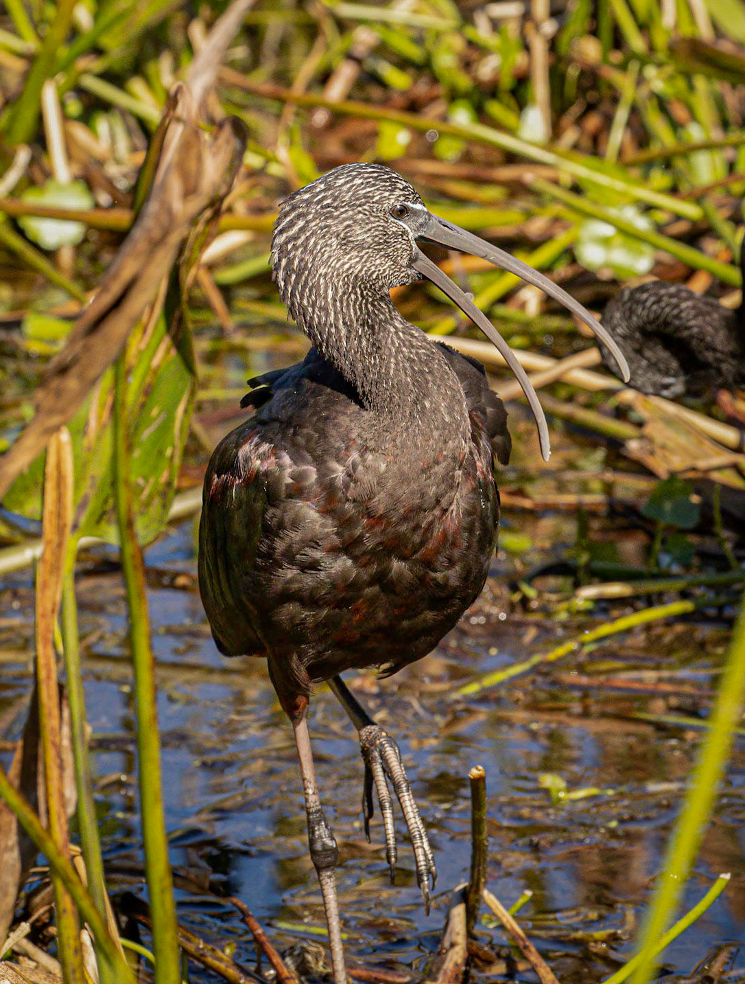 Glossy Ibis