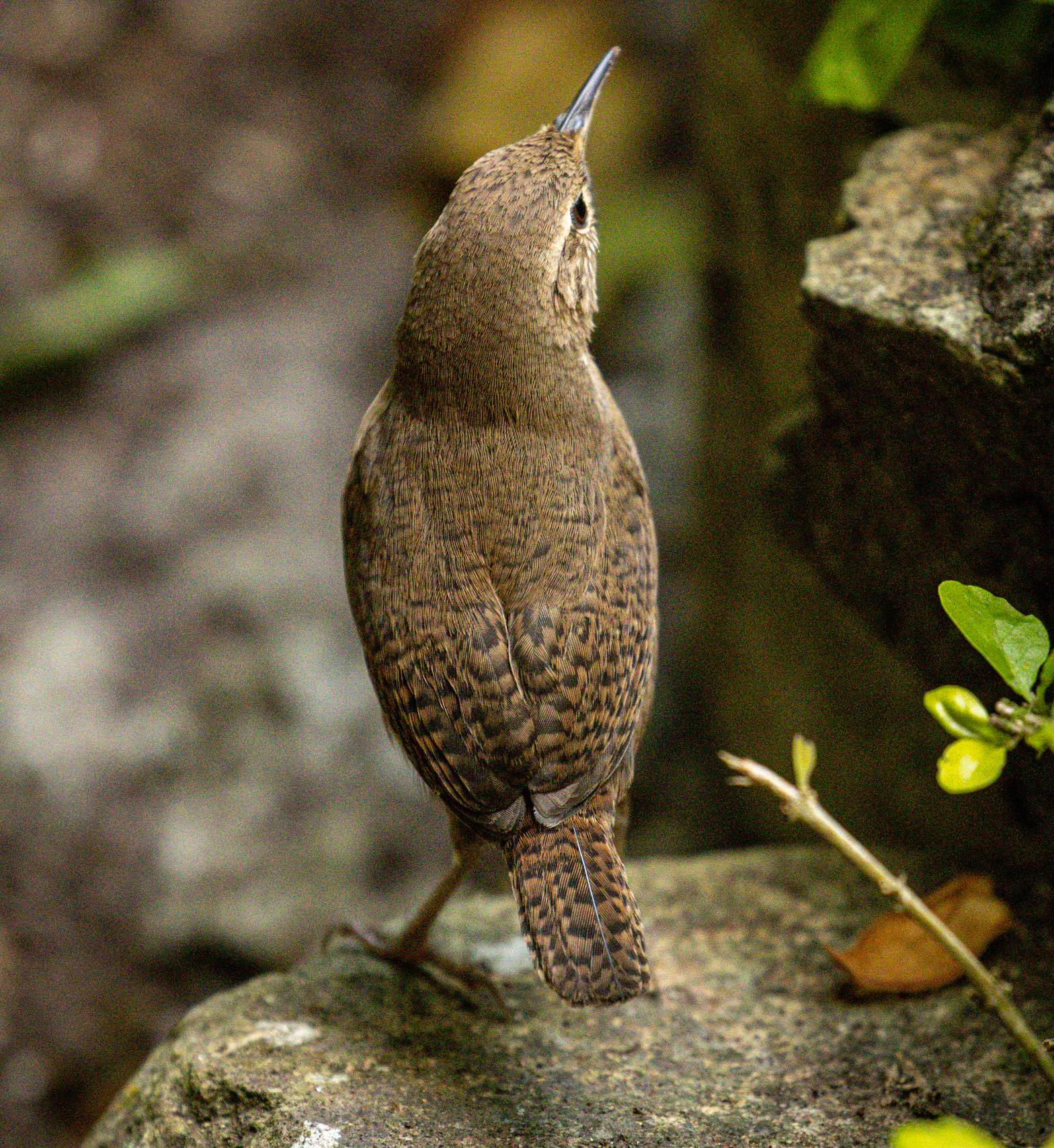 House Wren