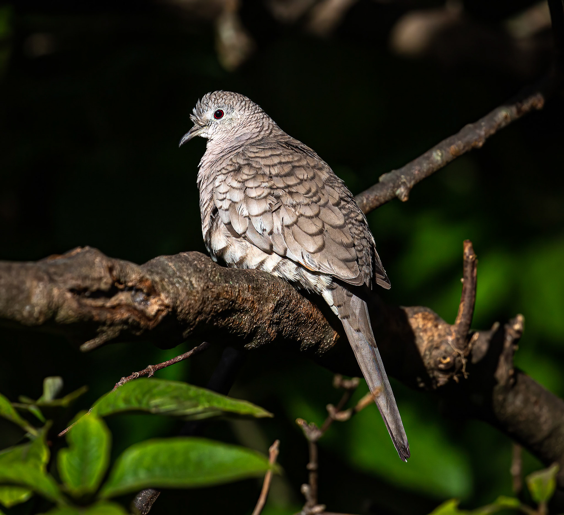Inca Dove