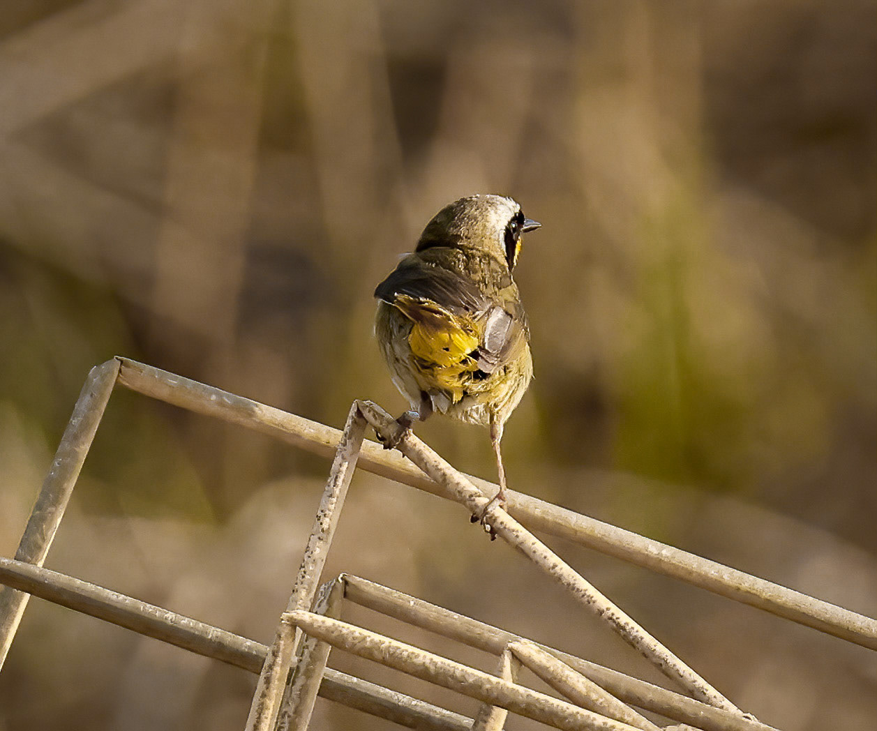 Common Yellowthroat