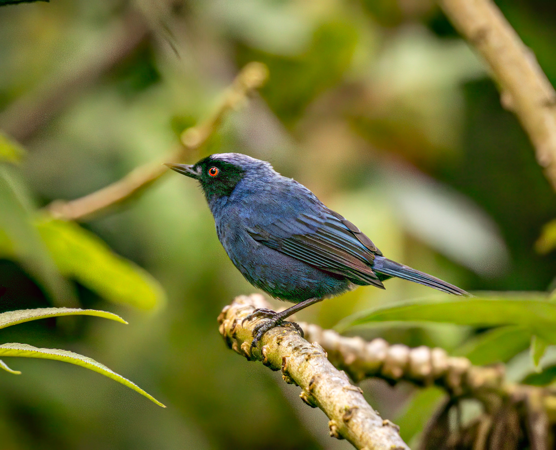Masked Flowerpiercer