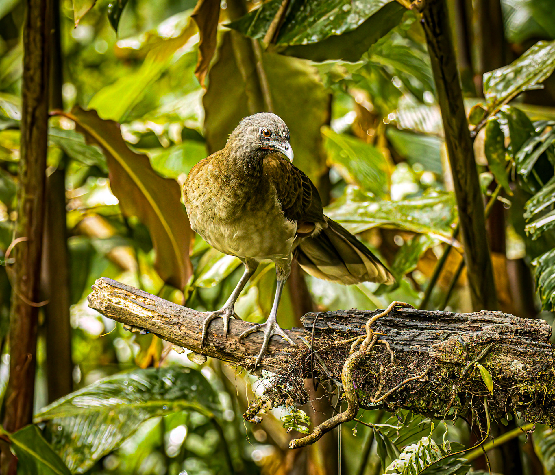 Gray-headed Chachalaca