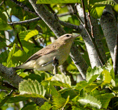 Warbling Vireo