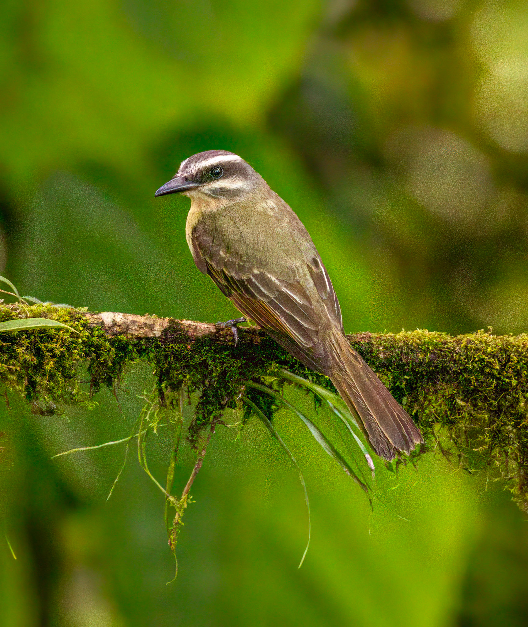 Golden-bellied Flycatcher
