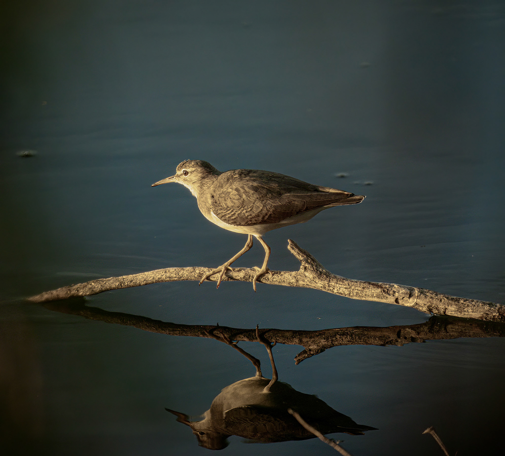 Spotted Sandpiper