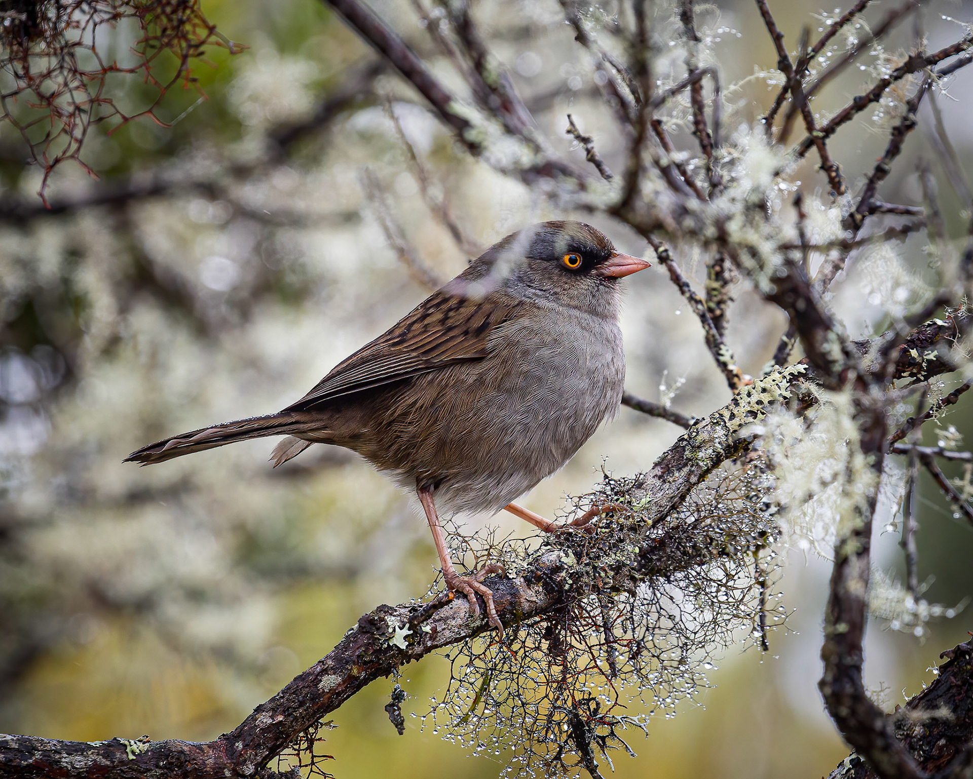 Volcano Junco