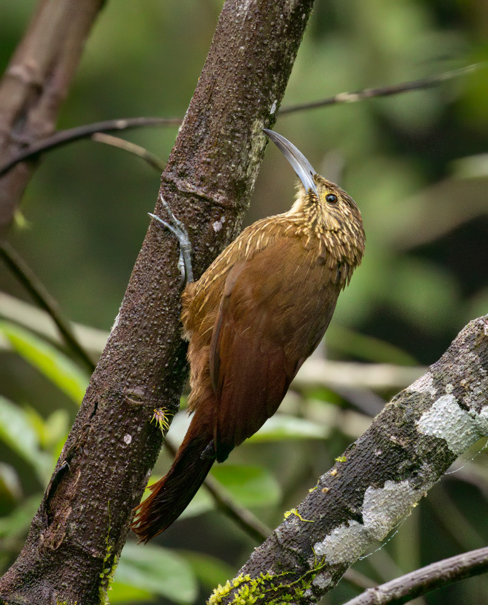 Strong-billed Woodcreeper