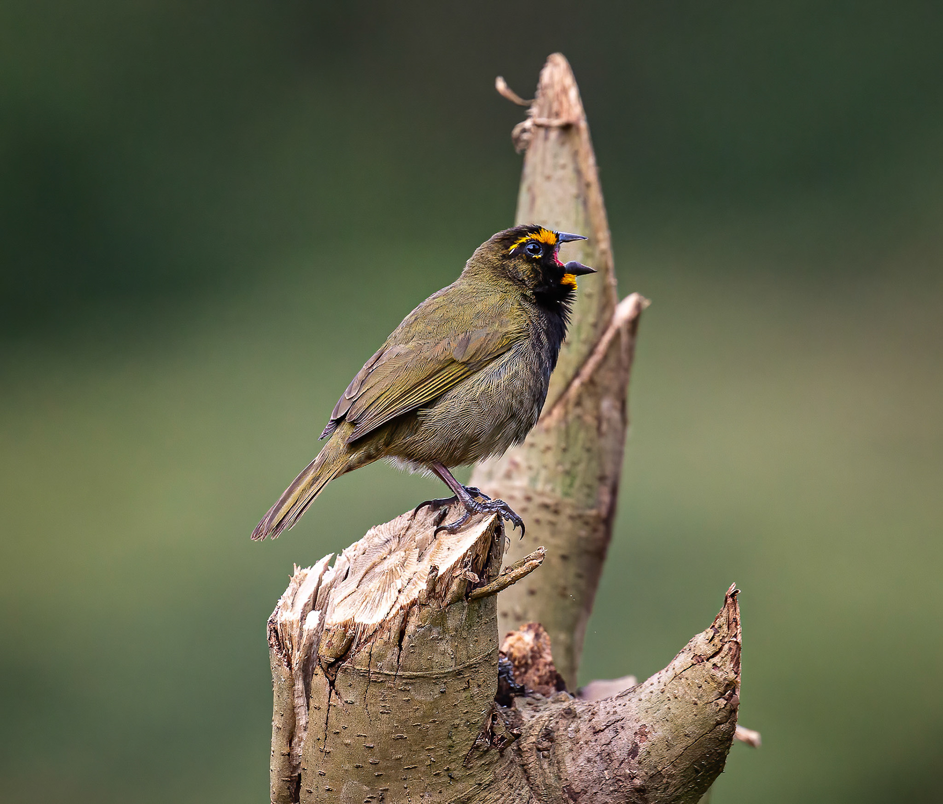 Yellow-faced Grassquit