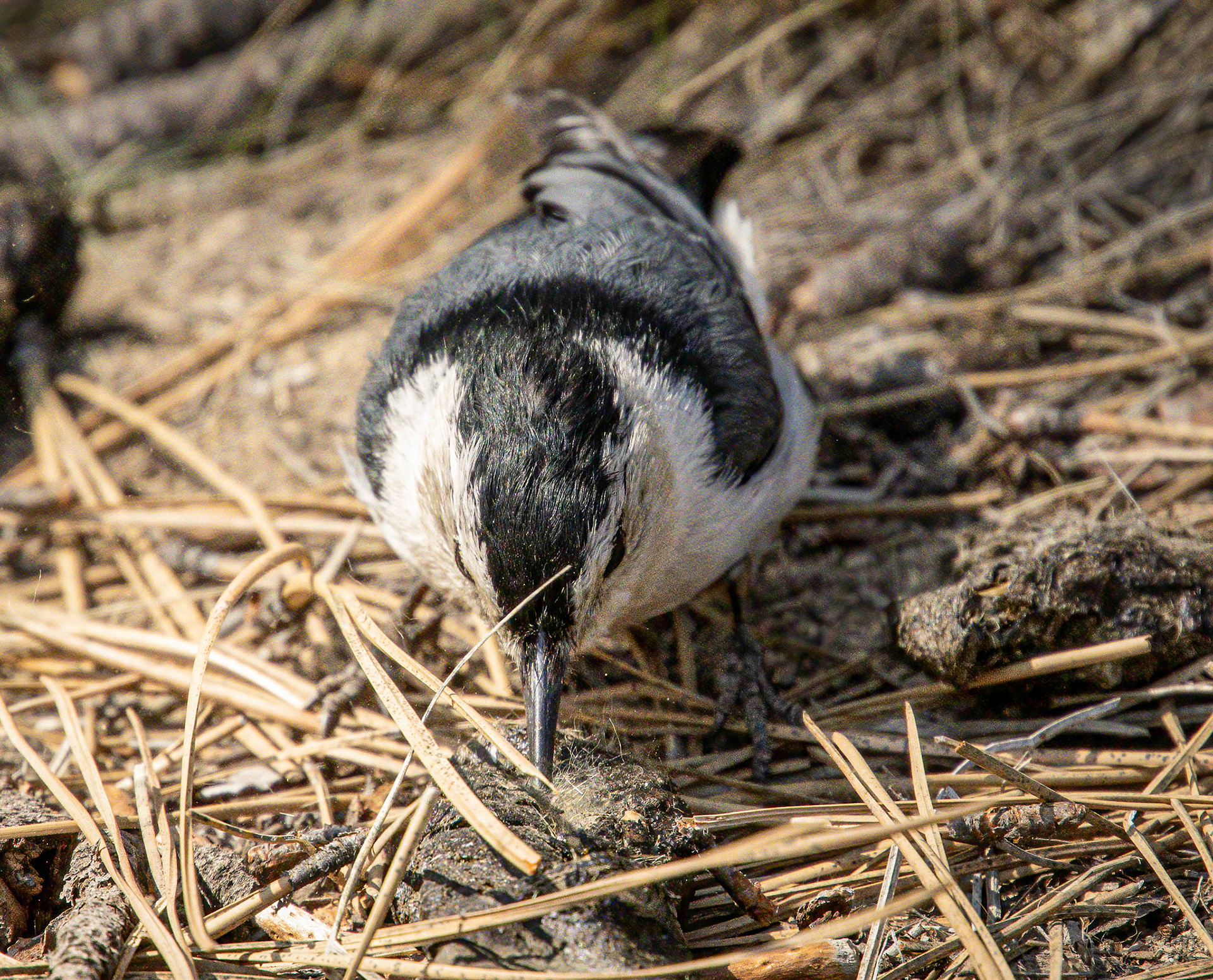 White-breasted Nuthatch