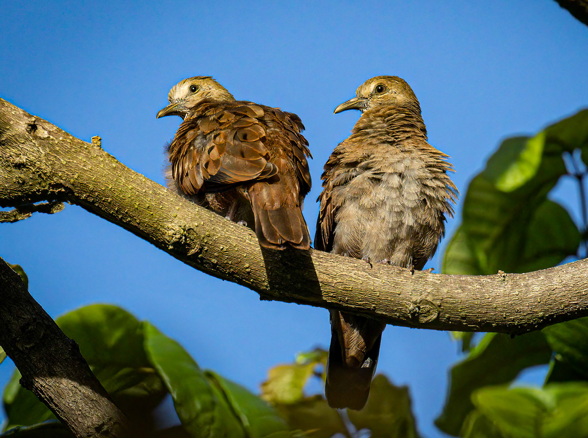 Ruddy Ground Dove at Radisson Hotel Grounds, Panama City