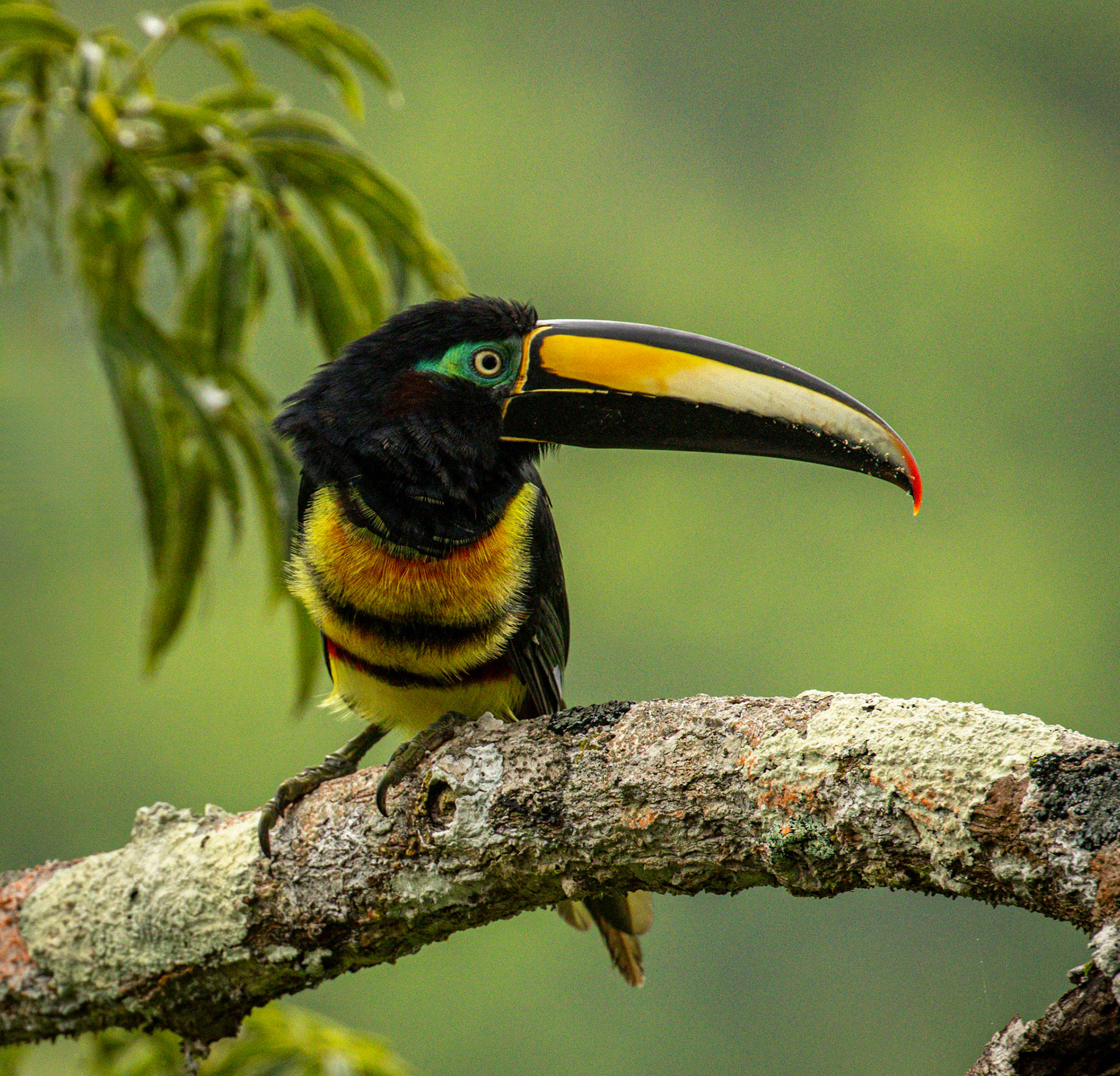 Many-banded Aracari