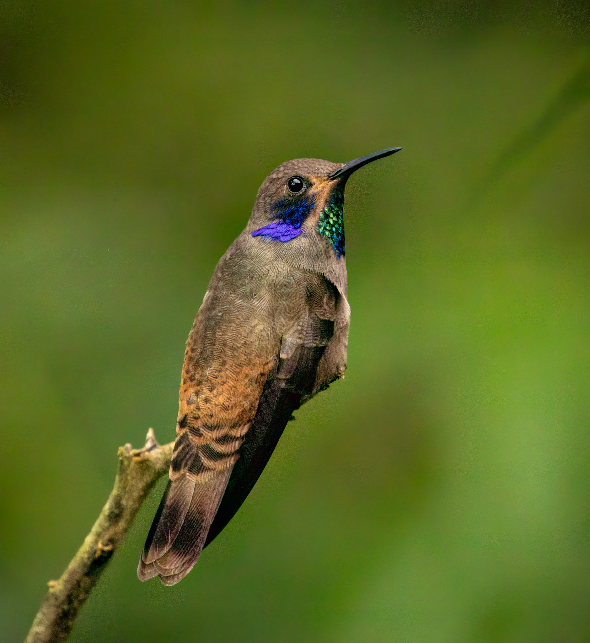 Brown Violetear
