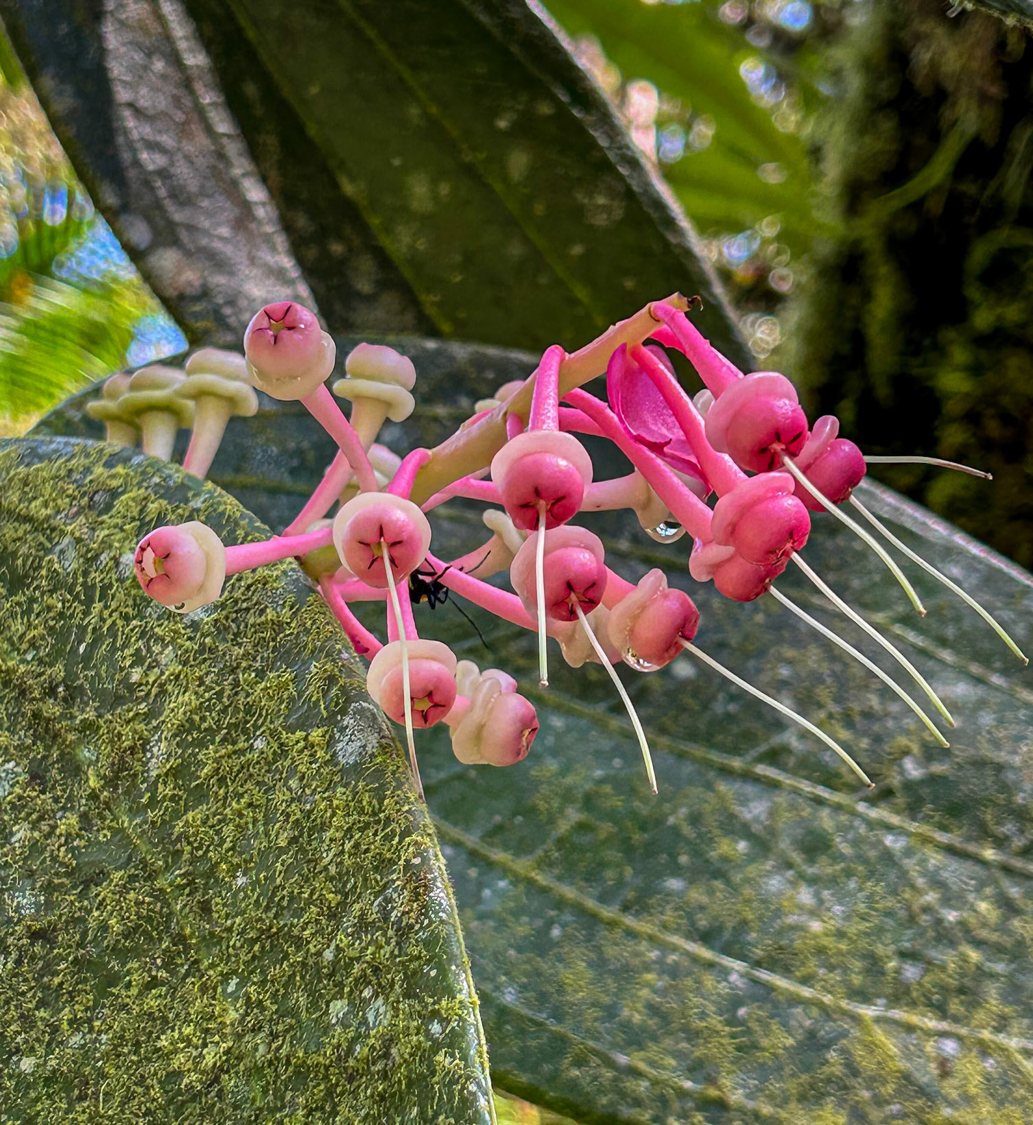 Cavendishia grandefolia (edible)