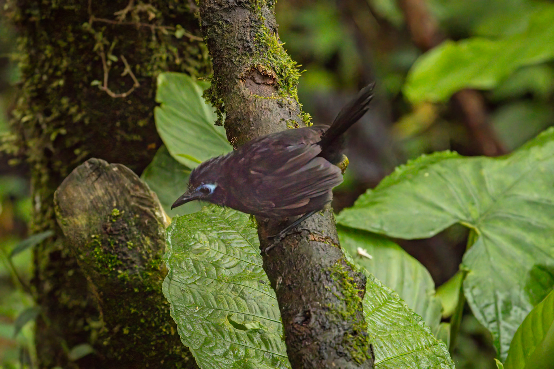 Zeledon's Antbird