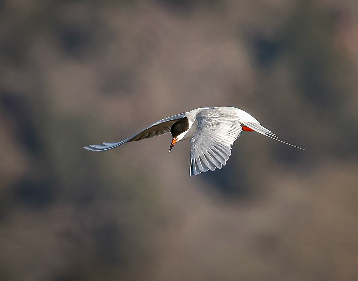 Forster's Tern