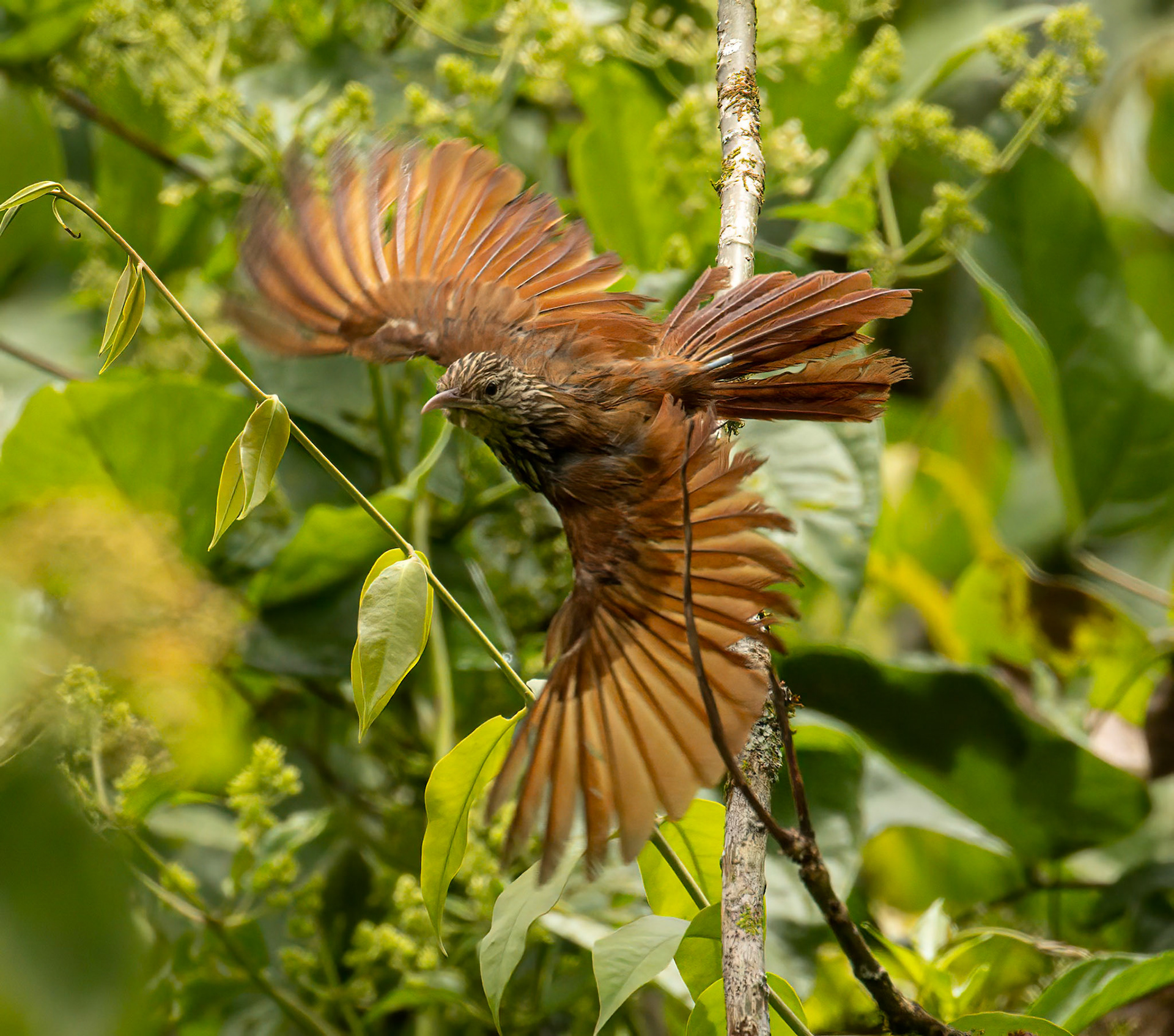 Streak-headed Woodcreeper