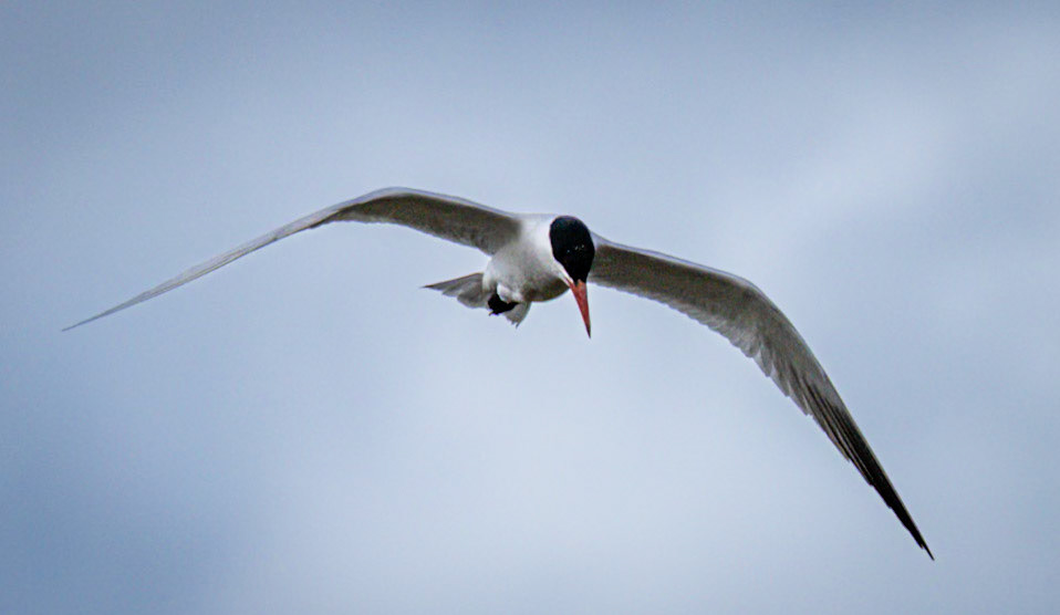 Caspian Tern