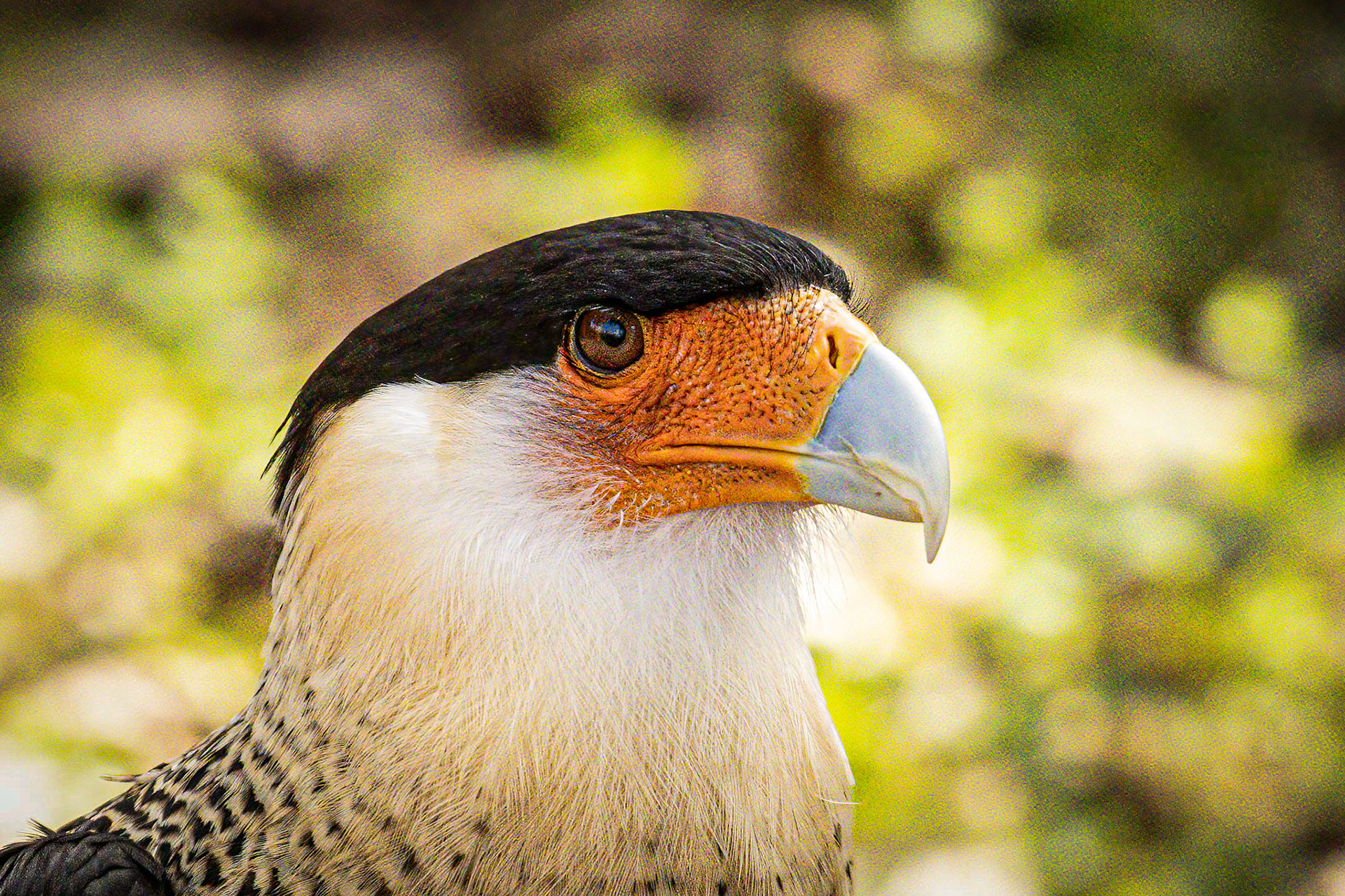 Crested Caracara