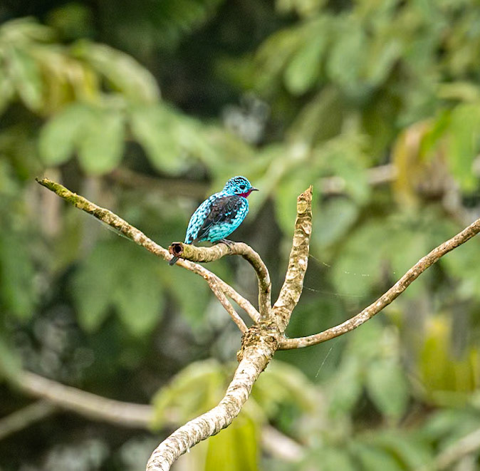 Spangled Cotinga