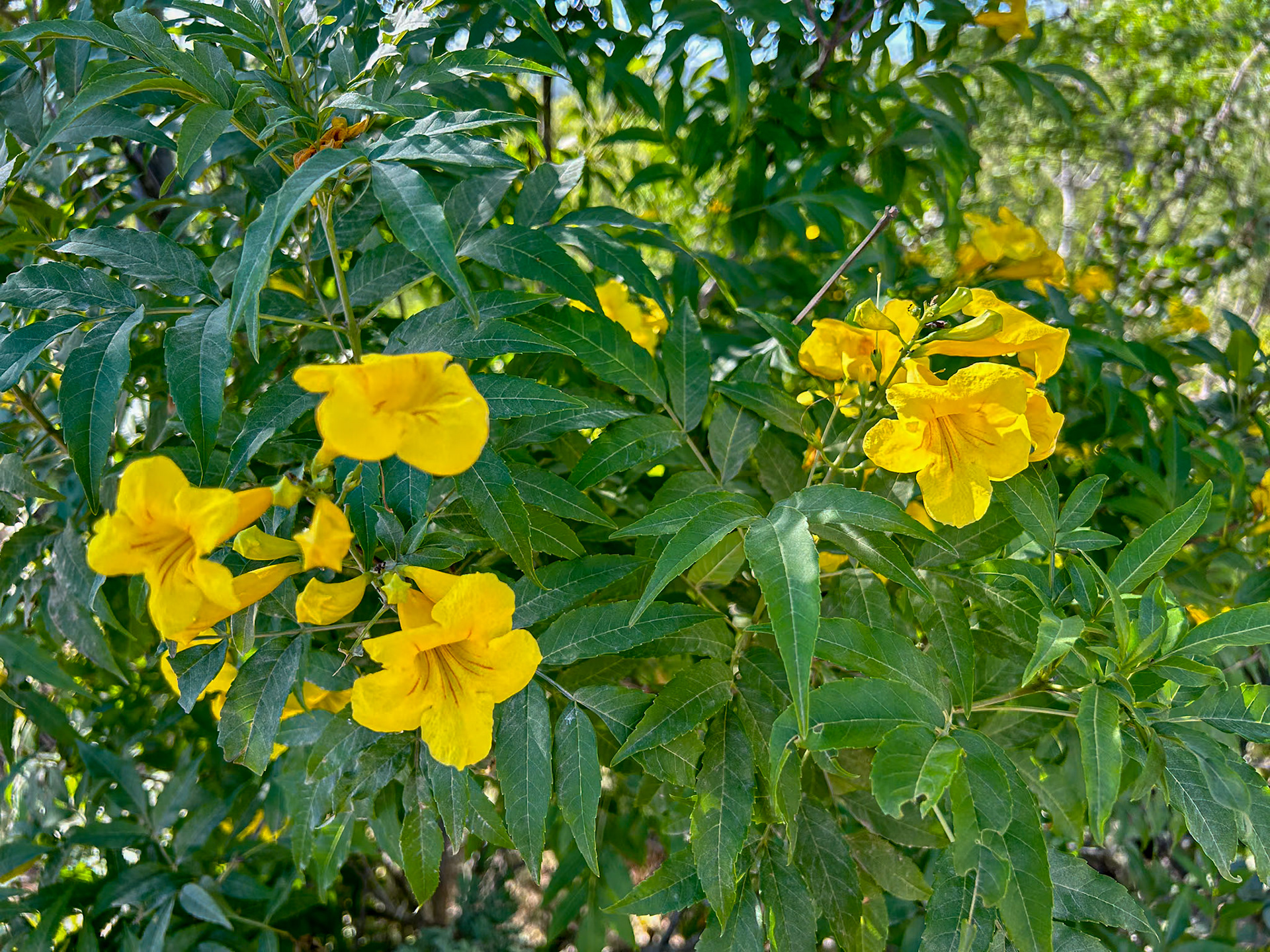 Yellow Bells