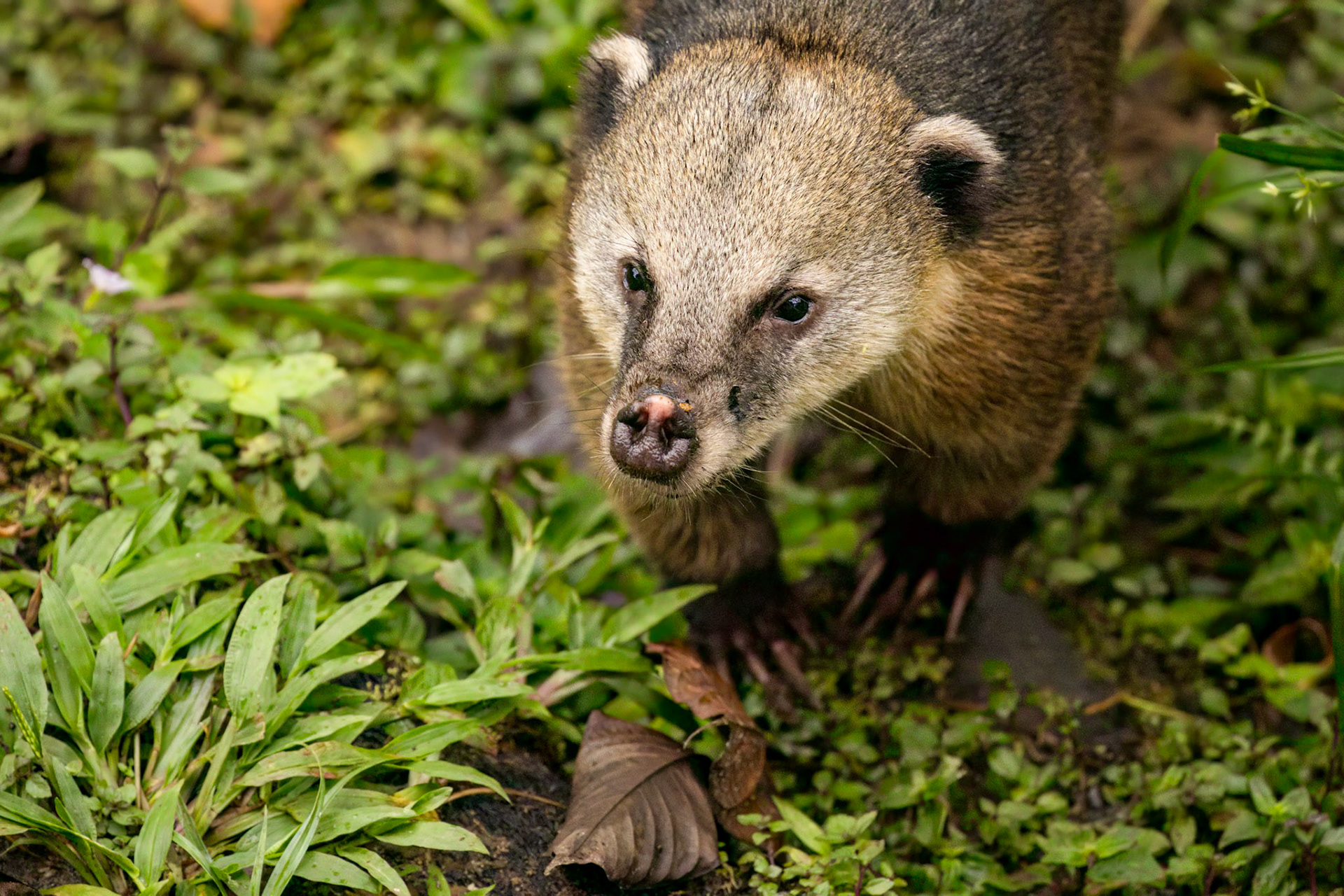 White-faced Coati