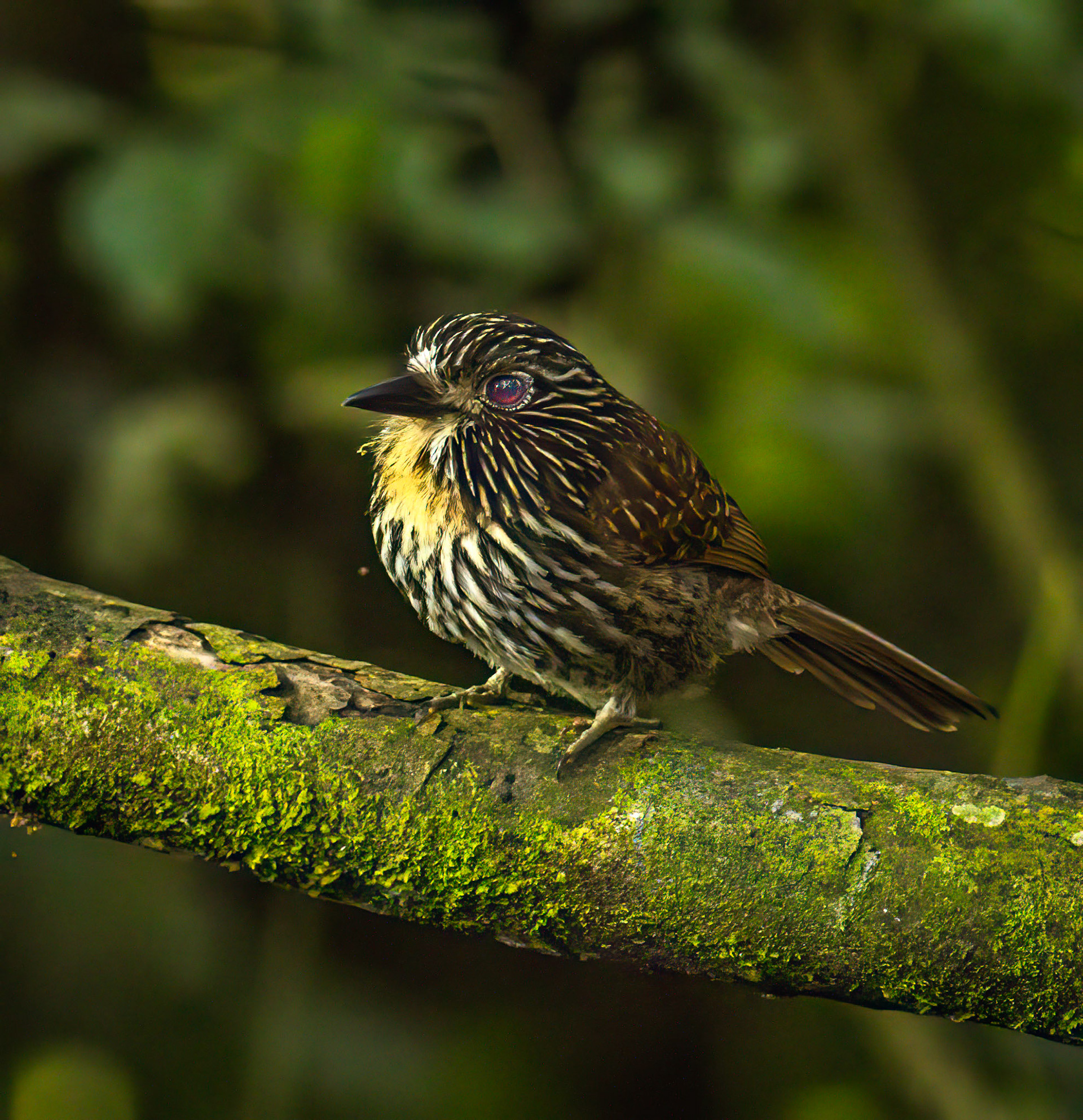 Black-streaked Puffbird