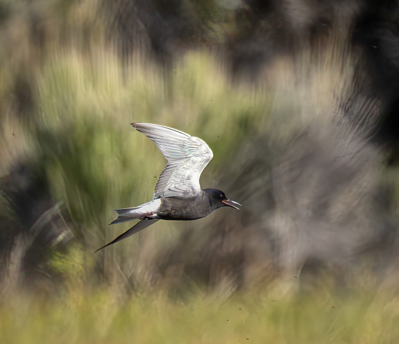 Black Tern