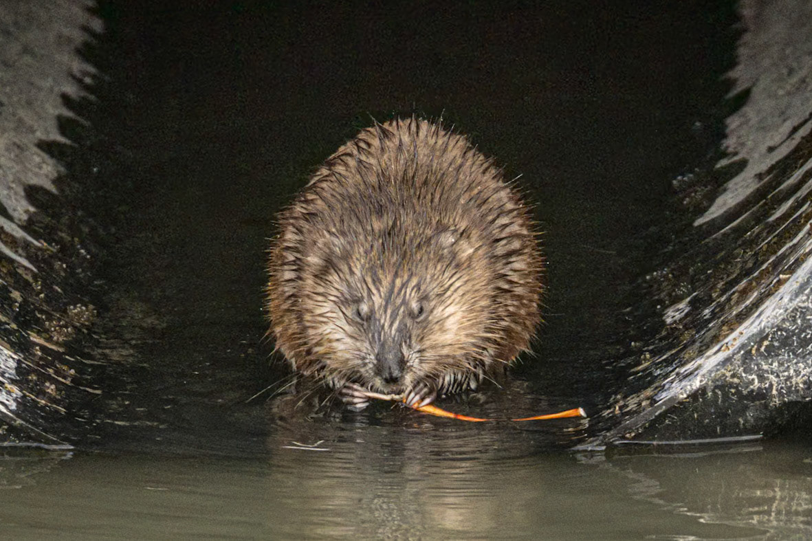 Muskrat: Summer Lake Wildlife Area