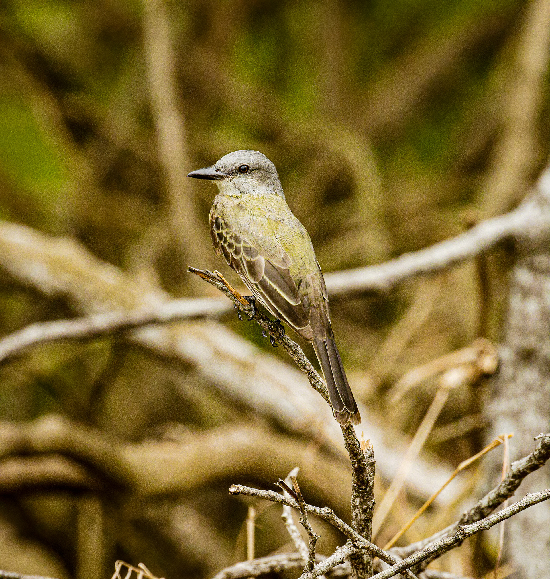 Tropical Kingbird
