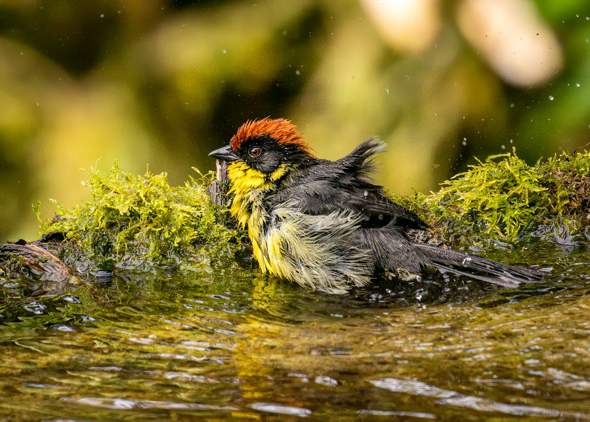 Yellow-breasted Brushfinch