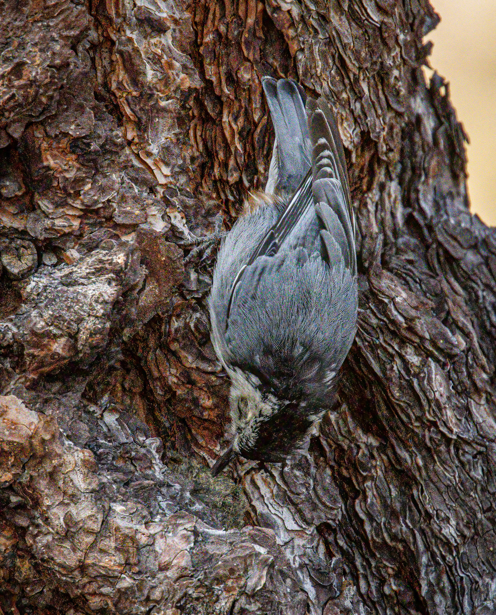 White-breasted Nuthatch