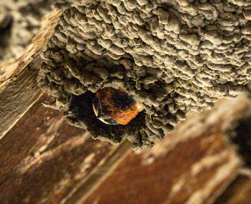 Cliff Swallow