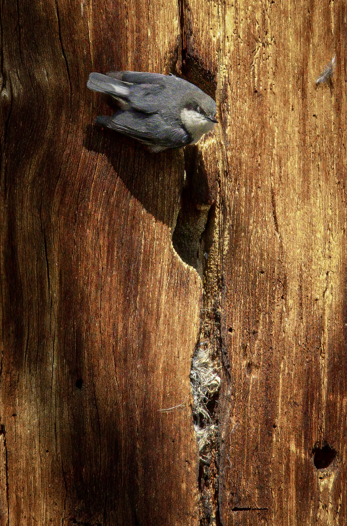 Pygmy Nuthatch
