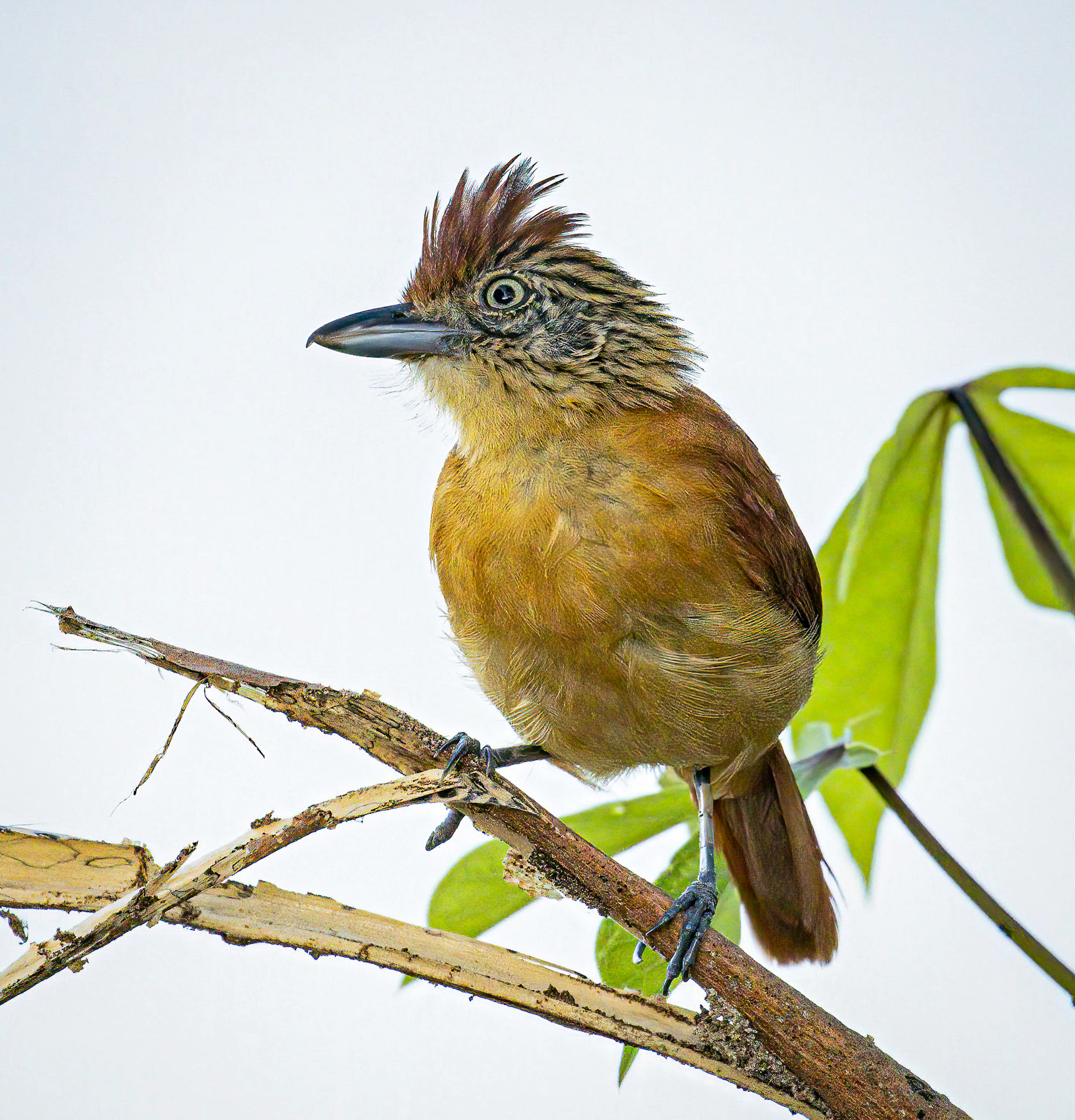 Barred Antshike outside Radisson Hotel