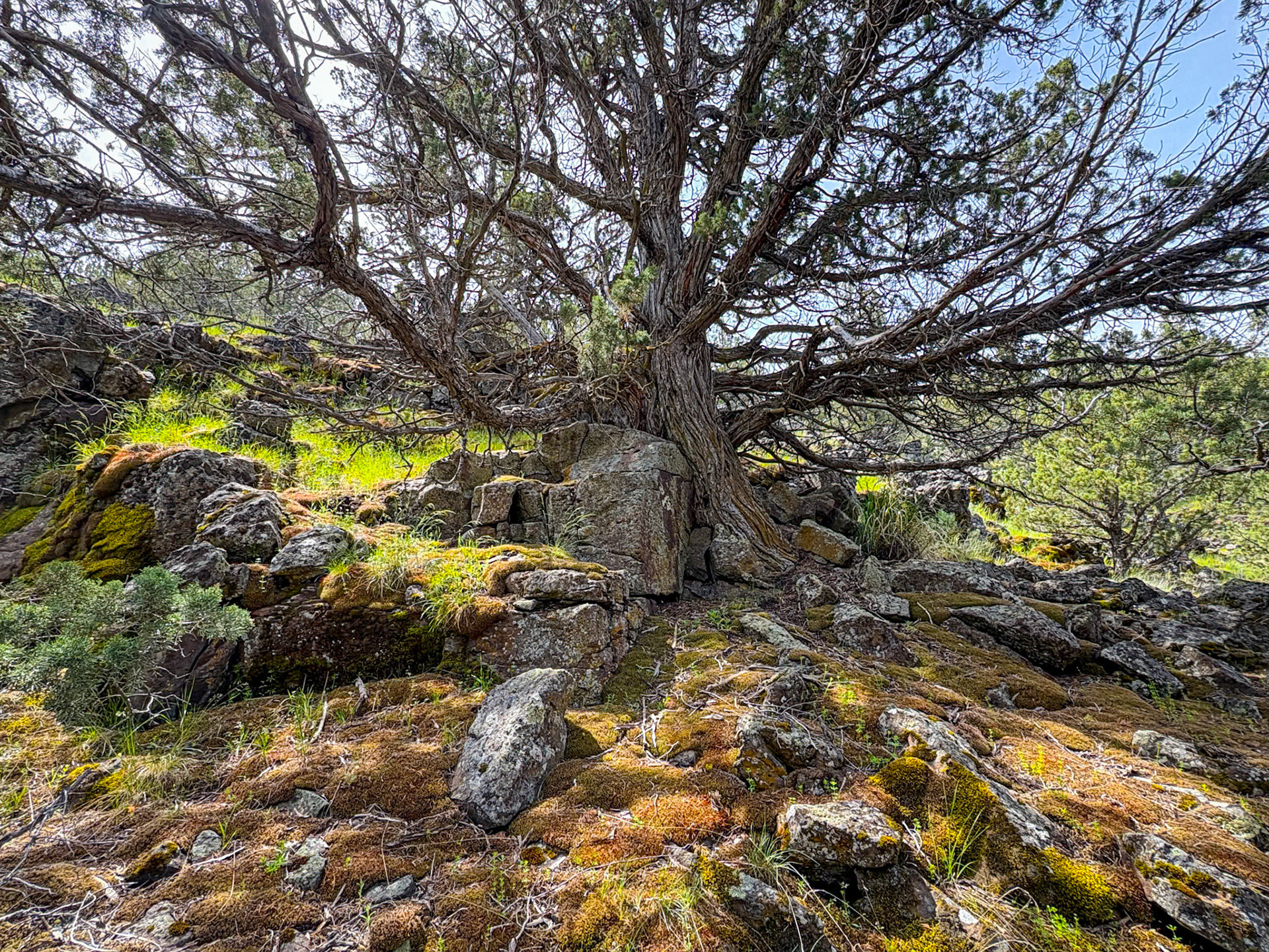 Juniper Tree, Wilderness Trail