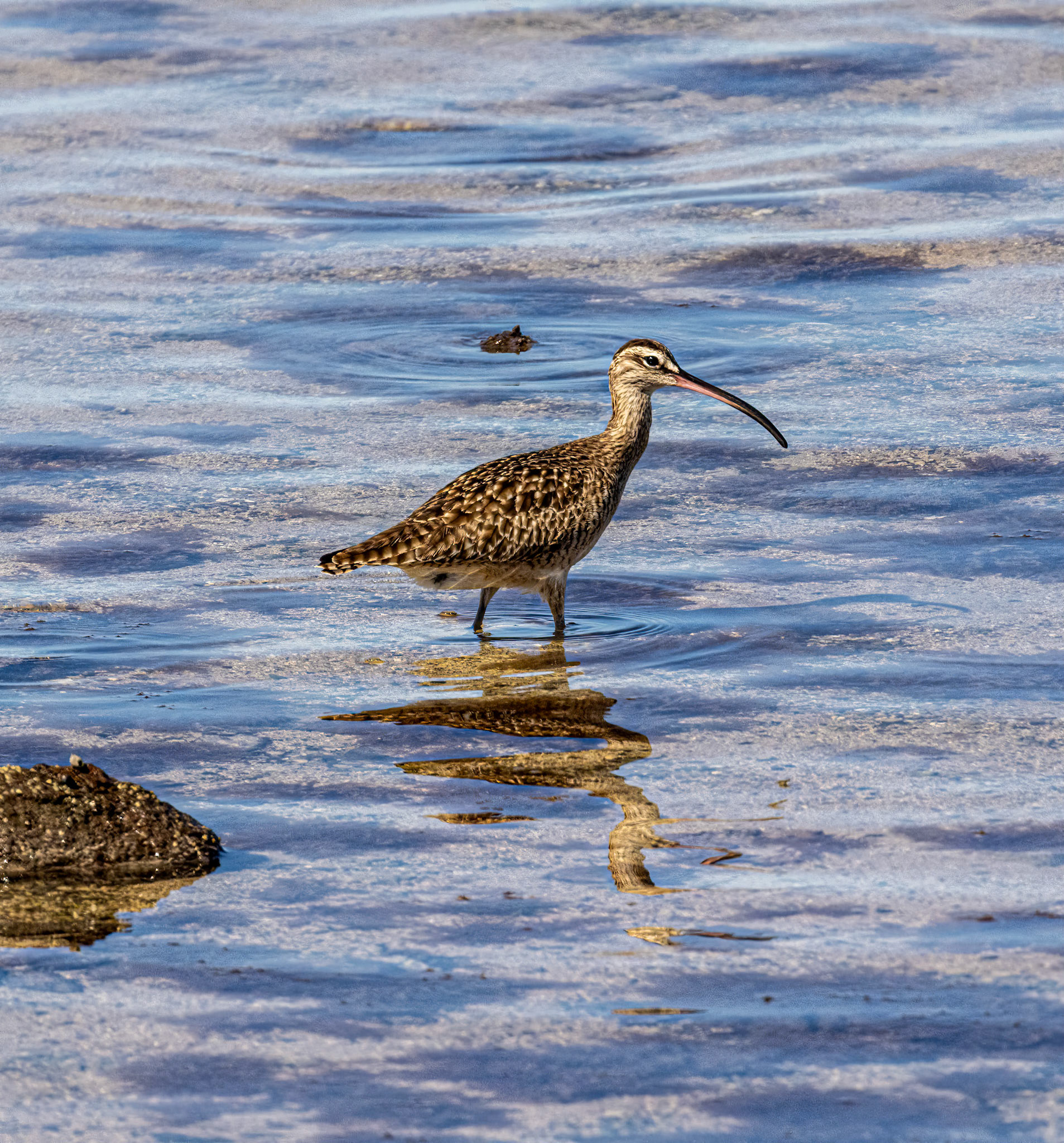 Whimbrel