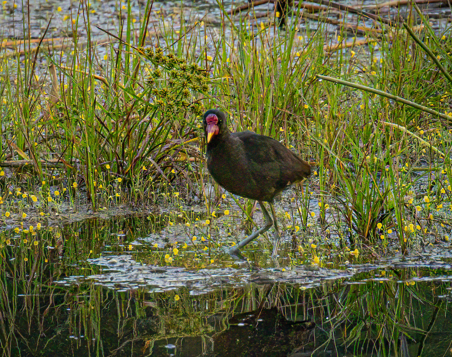 Wattled Jacana