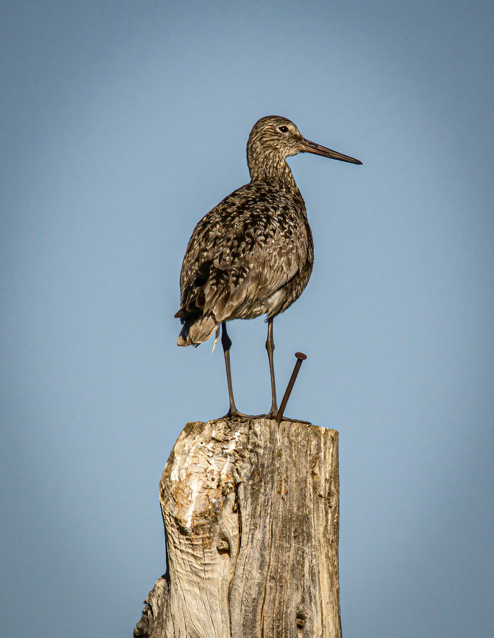 Willet