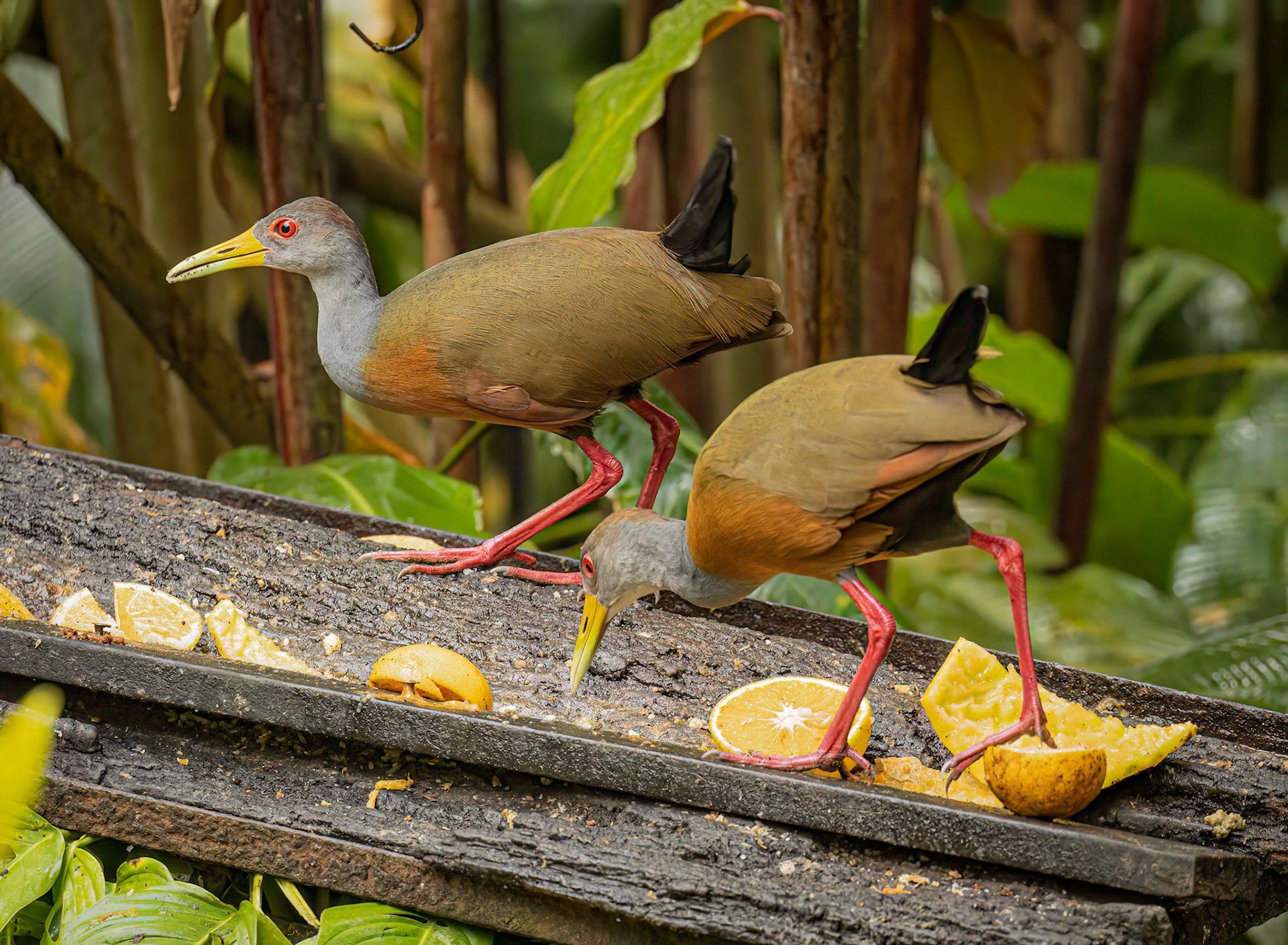 Gray-necked Wood-rail